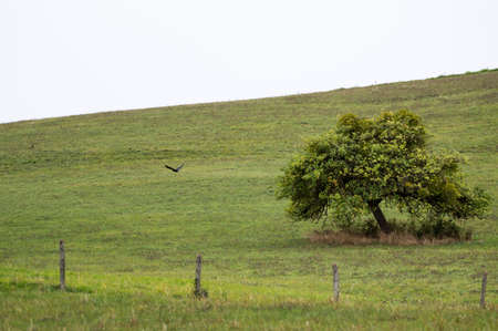 Lonely tree on wide fieldの写真素材