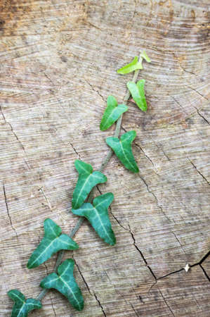 Ivy tendril on old wood Hedera helixの写真素材