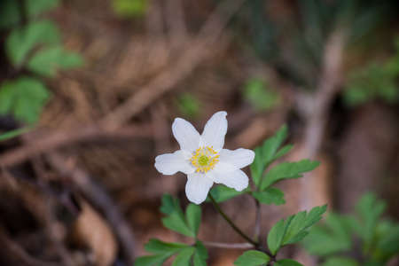 Windflower blooming in spring sun thimbleweed smell fox European wood anemone Anemone nemorosaの写真素材