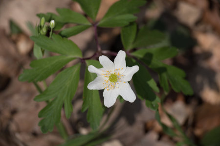 Windflower blooming in spring sun thimbleweed smell fox European wood anemone Anemone nemorosaの写真素材