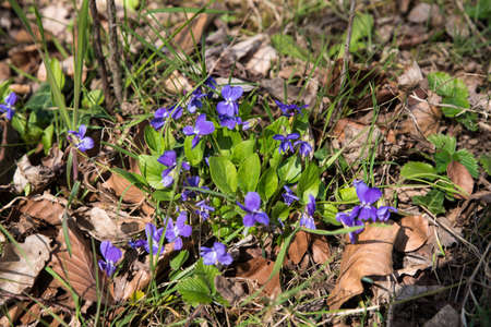 First violet blooming in spring sun Viola odorata