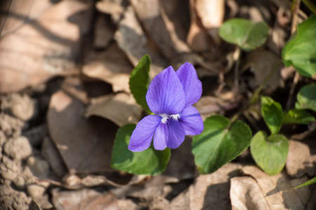 First violet blooming in spring sun Viola odorataの写真素材