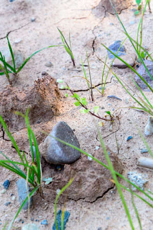 Dried out field with stones and some grassの写真素材