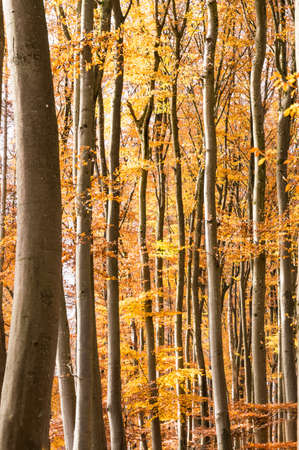 Autumn beech forest straight stem orange and redの写真素材