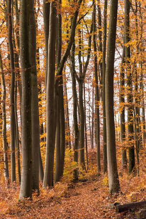 Autumn beech forest straight stem orange and redの写真素材