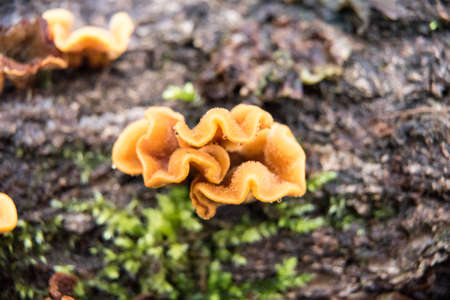 Mushroom and moss on treeの写真素材