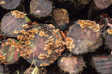 Mushroom and moss on tree