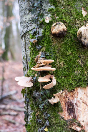Mushroom and moss on treeの写真素材