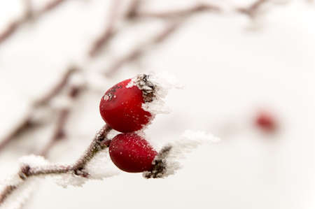 Rosehip under hoarfrost in winterの写真素材