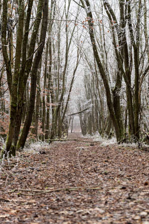 Hoarfrost all over winter forestの写真素材