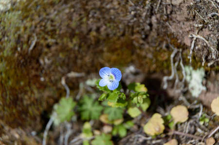 Tiny blooming creeping veronica filiformisの写真素材