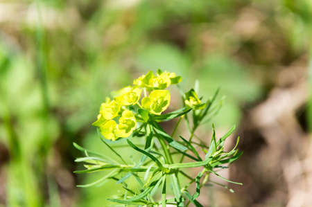 Cypress spurge blooming euphorbia cyparissiasの写真素材