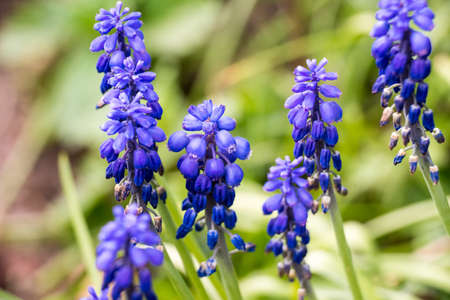 Blue flower of grape hyacinth blooming muscari botryoidesの写真素材