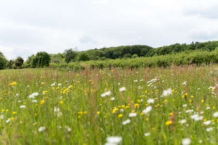 buttercup and daisys on summer meadowの写真素材