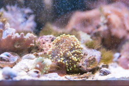 colorful ricordea yuma in reef aquariumの写真素材