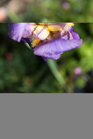 Detail of purple blooming irisの写真素材
