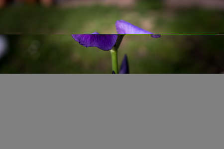 Detail of purple blooming irisの写真素材