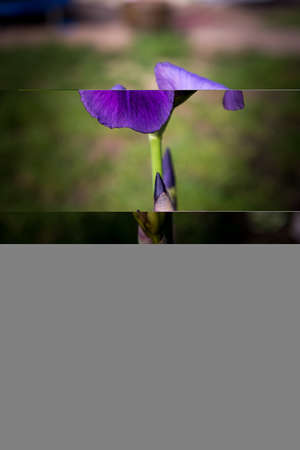 Detail of purple blooming iris