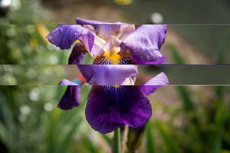 Detail of purple blooming irisの写真素材