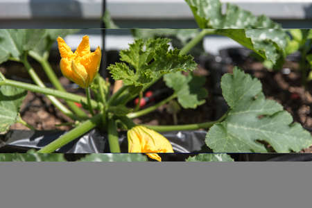 bright yellow blooming zucchini in summer garden