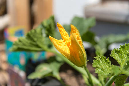 bright yellow blooming zucchini in summer gardenの写真素材