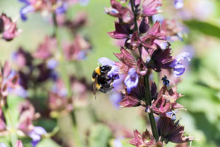bee collecting pollen on sage bloomの写真素材