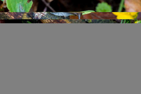 beatiful snail on wood with yellow flower