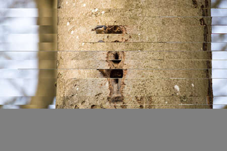 nuthatch in front of its hole in a treeの写真素材