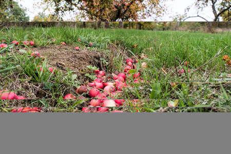 red apples rotten on the ground of meadow with scattered fruit trees