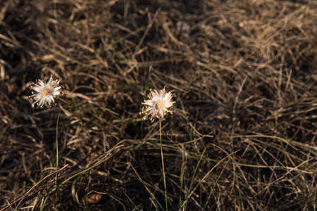 dried out golden and silver meadow flowers