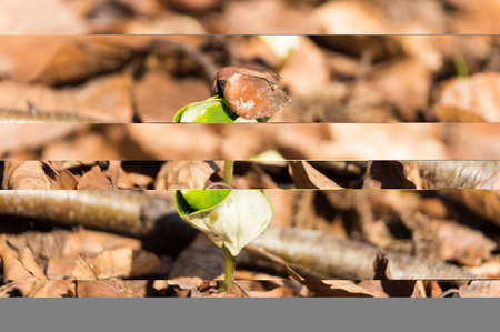 first leaf of beech germ bud breaking through ground