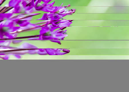 detail of giant onion bloomの写真素材