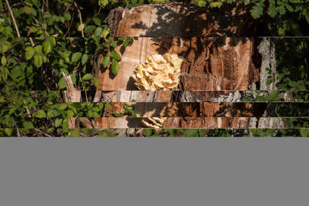 giant yellow fungi on broken tree stemの写真素材