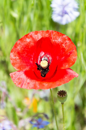 single poppy bloom on summer meadowの写真素材