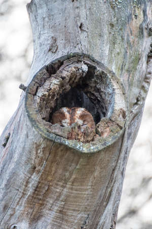 owl in hole of old treeの写真素材