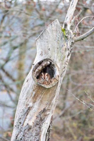 owl in hole of old treeの写真素材