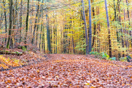 Path through fall forest covered with leaves