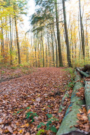 Path through fall forest covered with leavesの写真素材