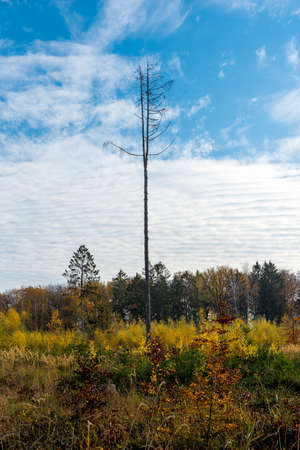 single dead tree on gladeの写真素材
