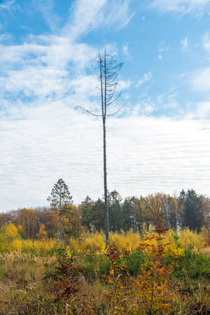 single dead tree on gladeの写真素材