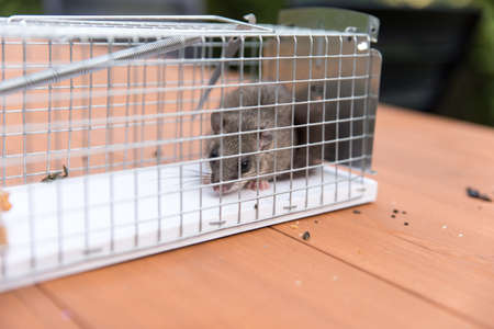 trapped dormouse in live trapの写真素材