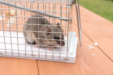 trapped dormouse in live trapの写真素材