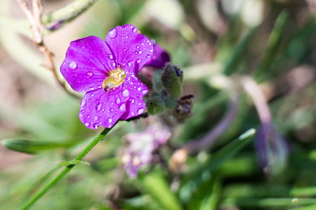 detail of blue purple little summer flowerの写真素材