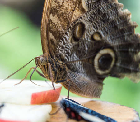 detailed close up of butterflyの写真素材