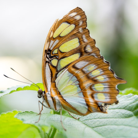 detailed close up of butterflyの写真素材