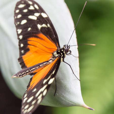 detailed close up of butterflyの写真素材