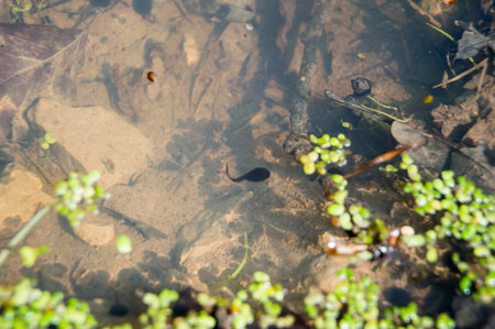 tadpole in spring pond in forestの写真素材