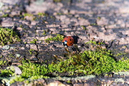ladybug on rotten stem trunk with mossの写真素材