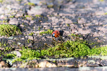 ladybug on rotten stem trunk with mossの写真素材