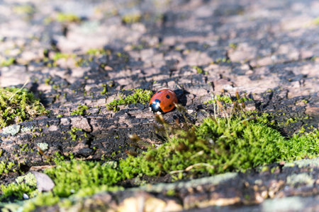 ladybug on rotten stem trunk with mossの写真素材